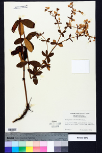 Eriogonum tomentosum image