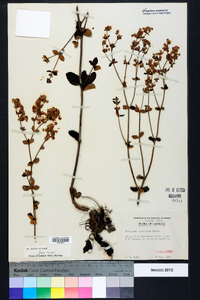 Eriogonum tomentosum image