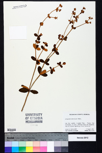 Eriogonum tomentosum image