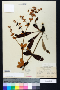 Eriogonum tomentosum image