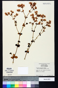 Eriogonum tomentosum image