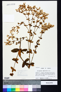 Eriogonum tomentosum image