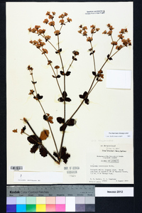 Eriogonum tomentosum image