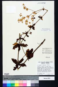 Eriogonum tomentosum image