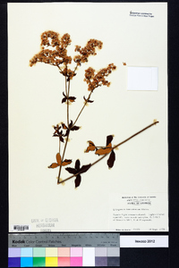 Eriogonum tomentosum image