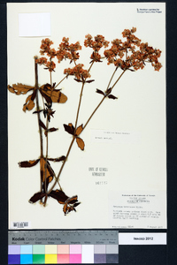 Eriogonum tomentosum image