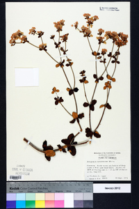 Eriogonum tomentosum image