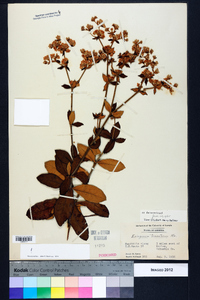 Eriogonum tomentosum image