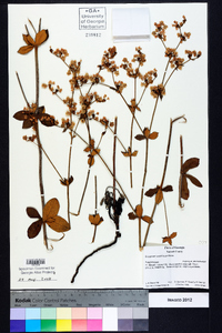 Eriogonum tomentosum image