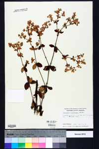 Eriogonum tomentosum image