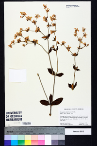 Eriogonum tomentosum image