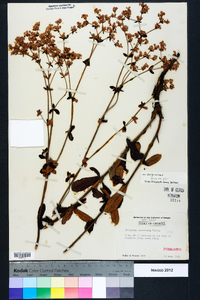 Eriogonum tomentosum image