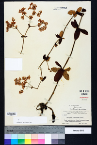 Eriogonum tomentosum image