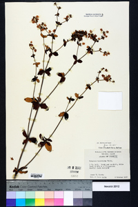 Eriogonum tomentosum image