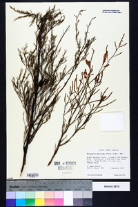 Polygonella americana image