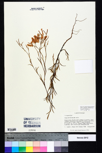 Polygonella fimbriata image