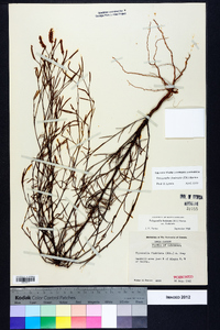 Polygonella fimbriata image