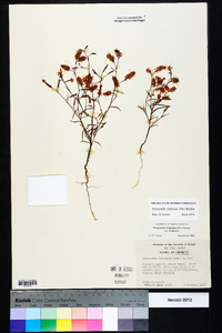 Polygonella fimbriata image