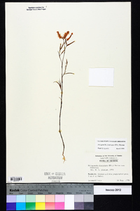 Polygonella fimbriata image