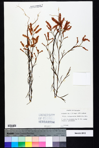 Polygonella fimbriata image