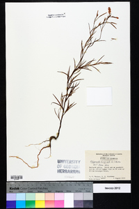 Polygonella fimbriata image