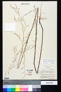 Polygonella gracilis image