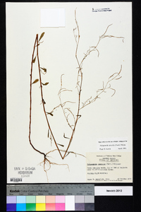 Polygonella gracilis image