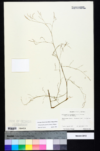 Polygonella gracilis image