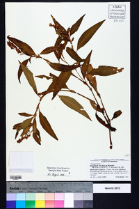 Polygonum densiflorum image