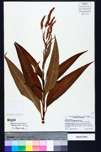 Polygonum densiflorum image