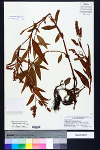 Polygonum densiflorum image