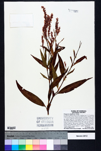 Polygonum densiflorum image