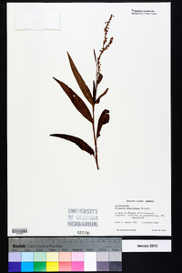 Polygonum densiflorum image