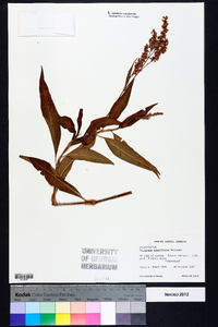 Polygonum densiflorum image