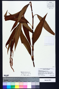 Polygonum densiflorum image