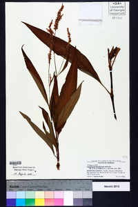 Polygonum densiflorum image