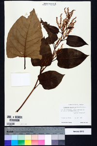 Reynoutria japonica image