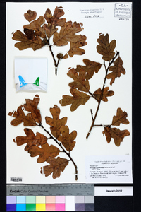 Quercus margaretta image