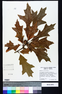 Quercus lyrata image