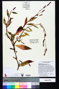 Polygonum setaceum image