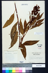 Rumex altissimus image