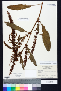 Rumex crispus subsp. crispus image