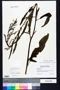 Rumex crispus subsp. crispus image