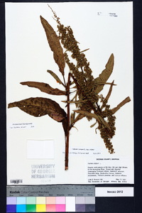 Rumex crispus subsp. crispus image