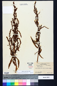 Rumex crispus subsp. crispus image