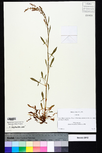 Rumex hastatulus image