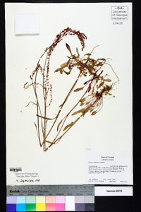 Rumex hastatulus image