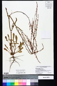 Rumex hastatulus image