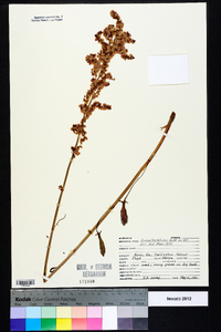 Rumex hastatulus image