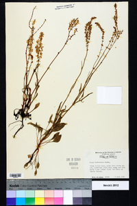 Rumex hastatulus image